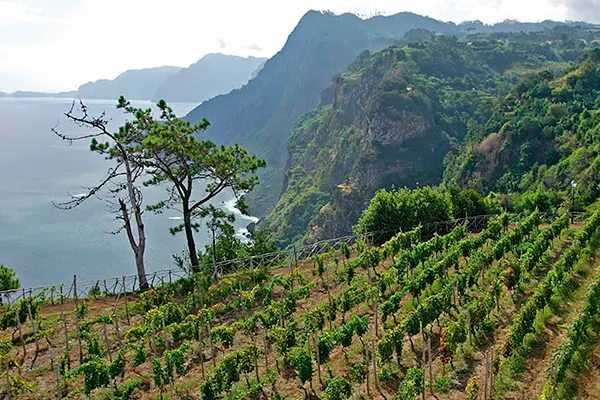 Região Vitivinicola da Madeira