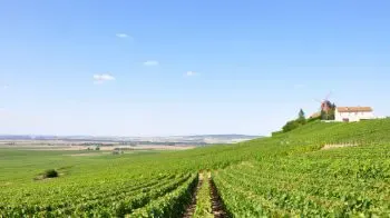 O Vinho de França