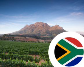 Imagem para a categoria Vinho da África do Sul