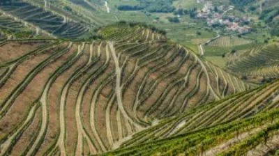 Portugal Wine Guide: Regions, Terroir & Grape Varieties