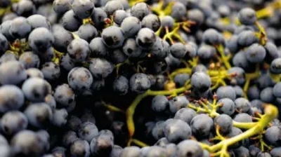 Red Grape Varieties: Icons and Global Classics