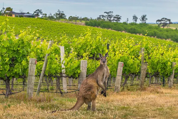 Vinho da Austrália