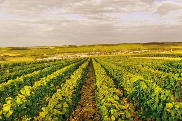 vinhos de frança