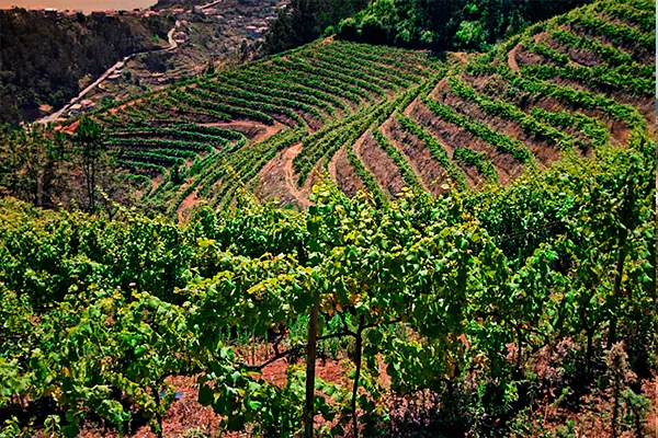 Região Vitivinicula da Madeira