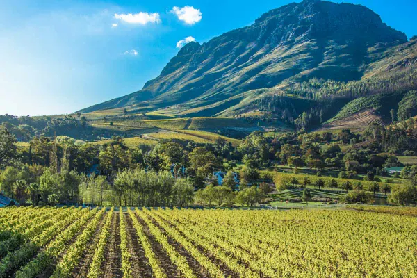 Vinho África do Sul