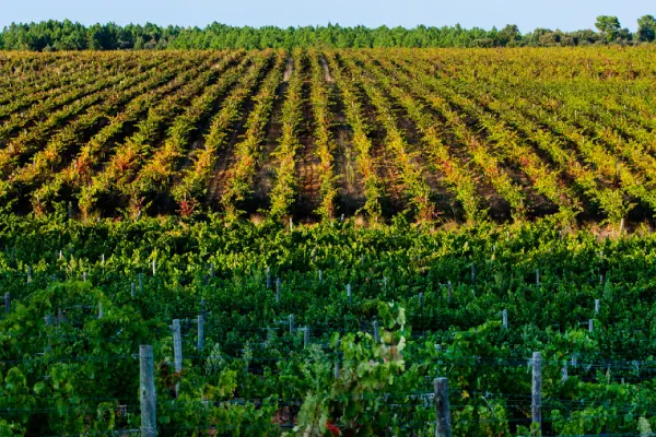 Região Vitivinicola da Beira Interior