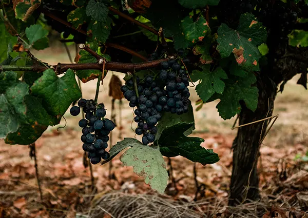 Vinhos de Portugal