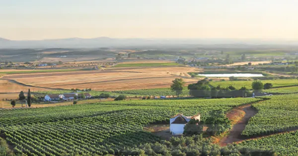 Região Vitivinícola do Alentejo