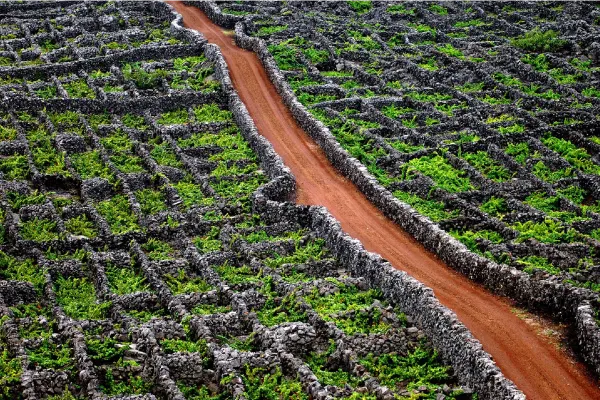 Região Vitinicula dos Açores