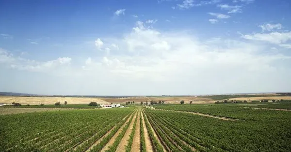 Região Vitivinícola do Alentejo